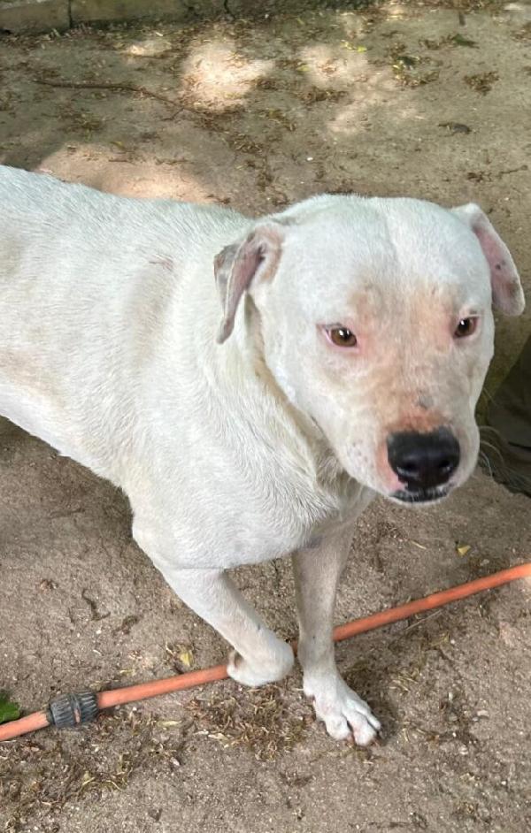 Blanco - Nato il Gennaio 2021 - Meticcio simil Dogo Argentino - Taglia: Media - Peso: 18 kg - Carattere: Dolcissimo, socievole  Foto 3